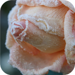 Cover Image of ดาวน์โหลด Rose Flower Wallpaper 1.0 APK