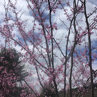 Eastern Redbud tree