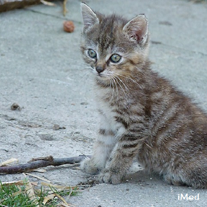 Cute Kittens