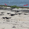 black skimmer