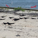 black skimmer