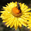 Golden everlasting / Strawflower