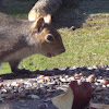 Eastern Grey Squirrel