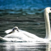 Passeggiata sul lago  di 