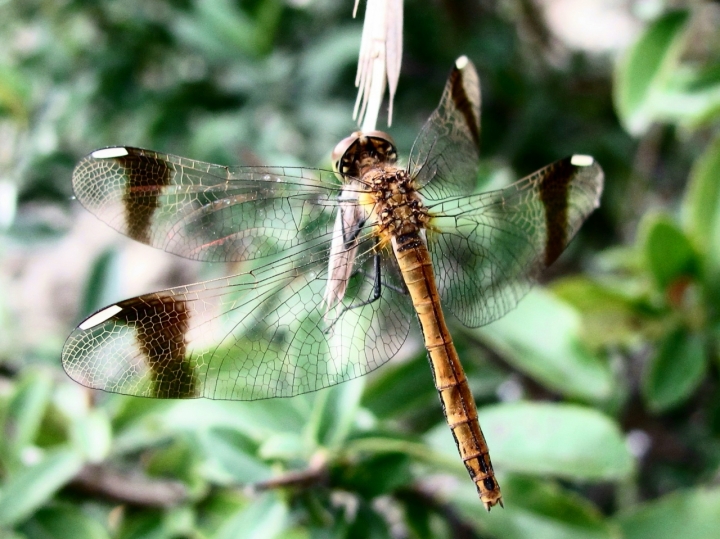 Libellula di ELPROS