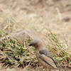 Grey-capped social weaver or grey-headed social weaver