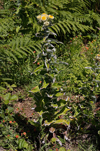 Helichrysum foetidum