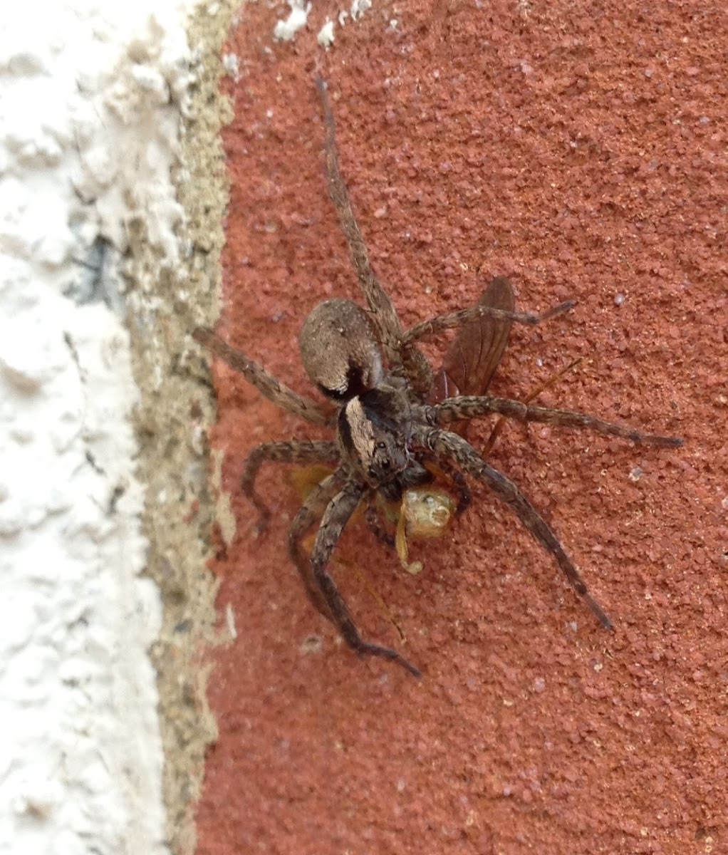 Lanceolate Wolf Spider