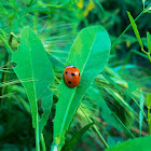 Seven-spot Ladybird