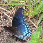 Red-Spotted Purple