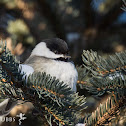 Black-capped Chickadee