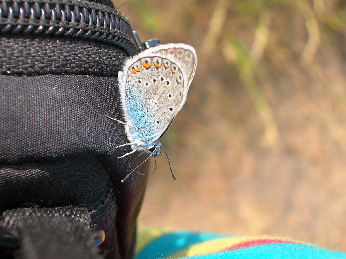 Common  blue