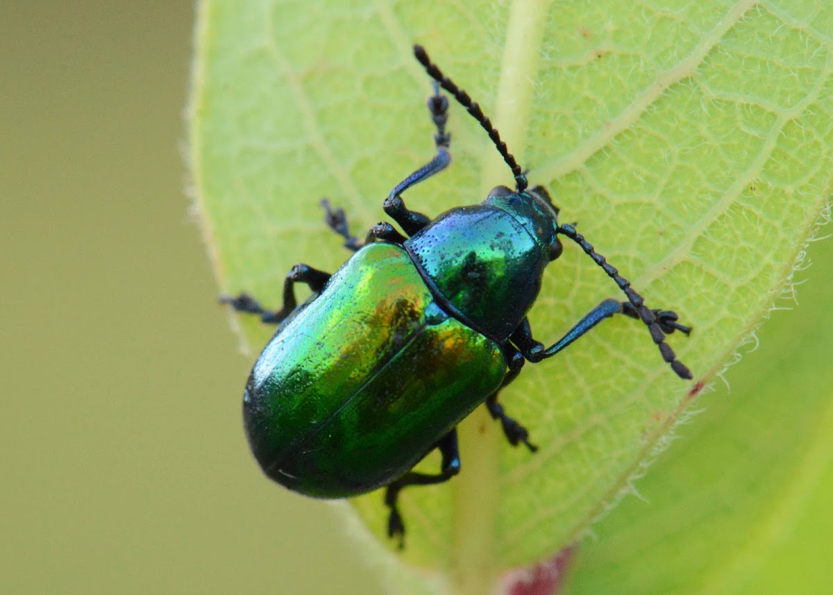 Dogbane Beetle