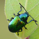 Dogbane Beetle