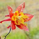 Western columbine