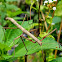 Indian stick insect