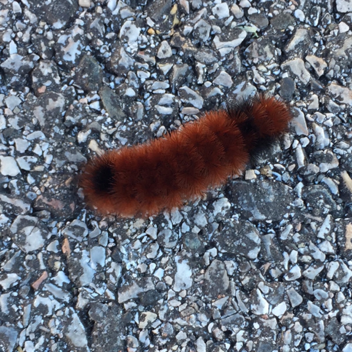 Banded woolly bear