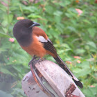 Rufous Treepie