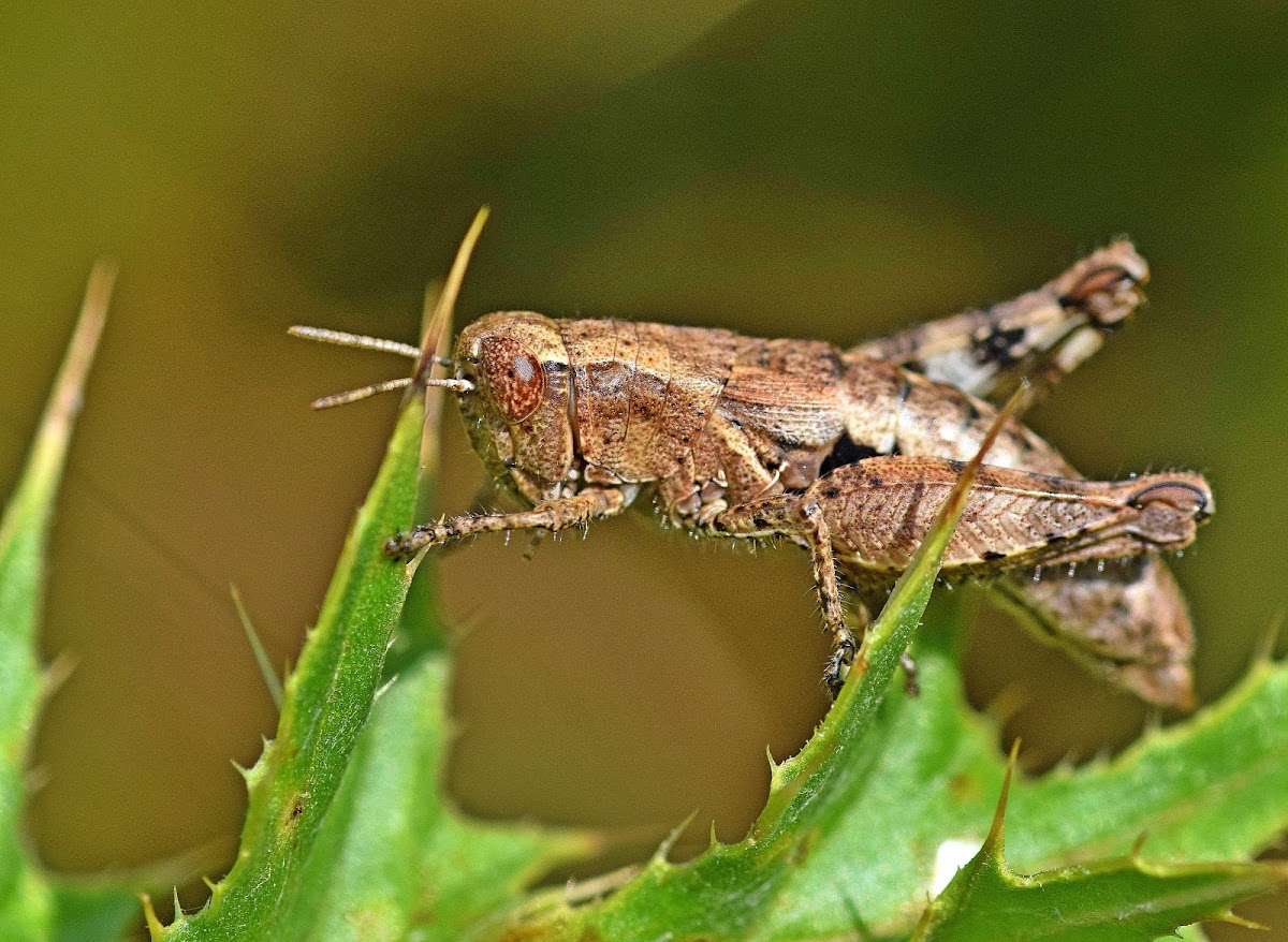 Common Maquis Grasshopper