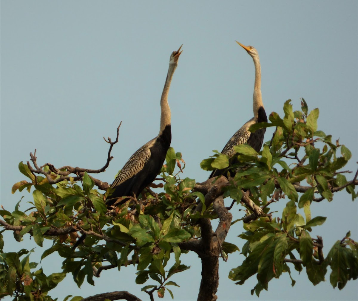 Oriental Darter