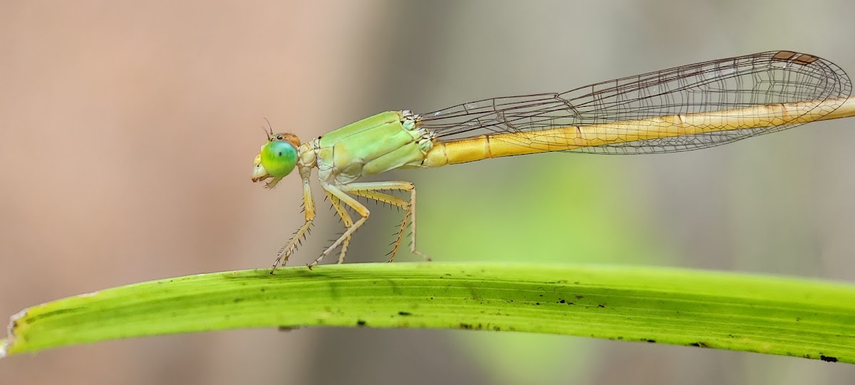 Coromandel Marsh Dart