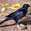 Carib Grackle