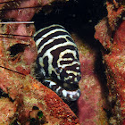 Zebra moray