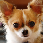 Chihuahua Wallpapers Apk