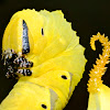 Caterpillar of Dead Head Hawkmoth