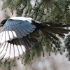 Eurasian magpie