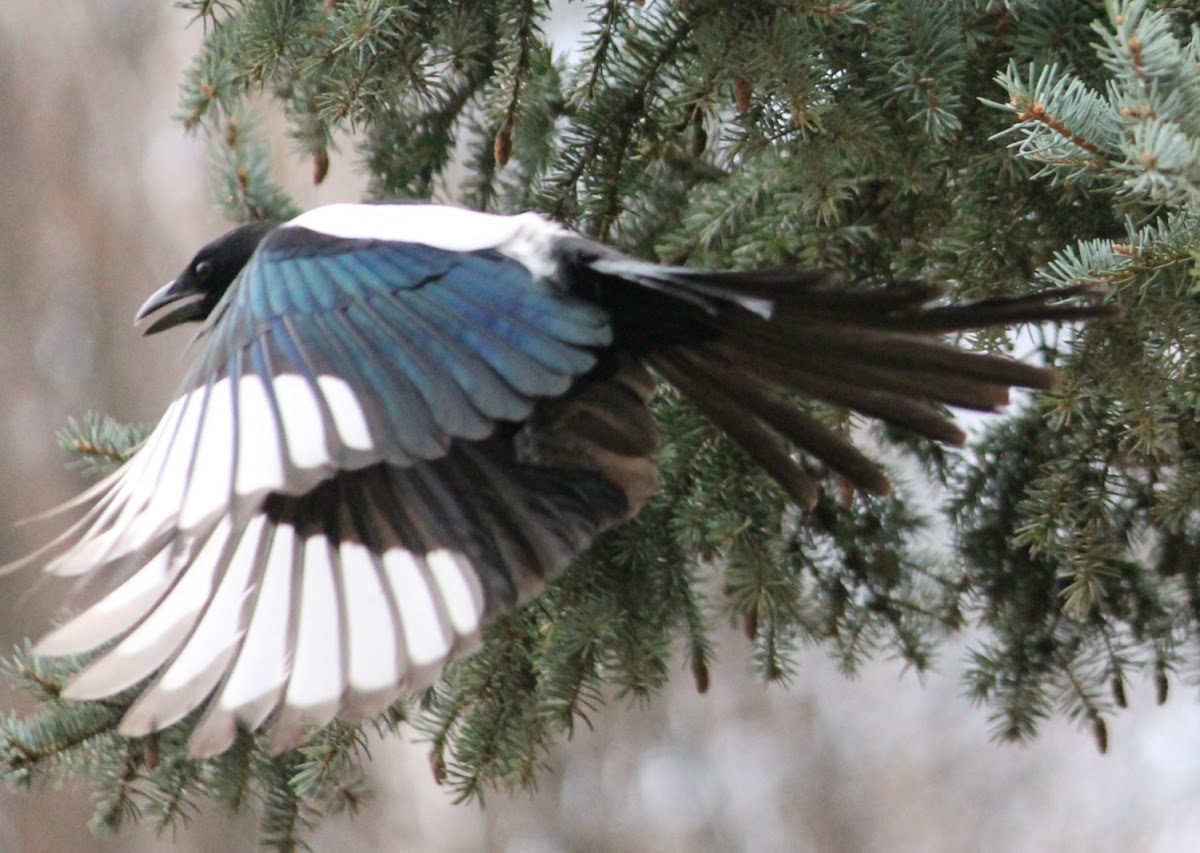 Eurasian magpie