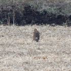 Northern Harrier