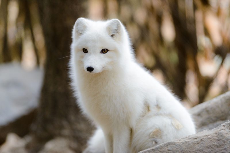 Image result for cutest arctic fox in the world