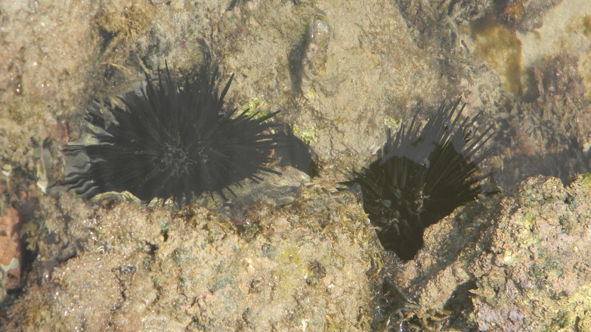 Sea Urchin