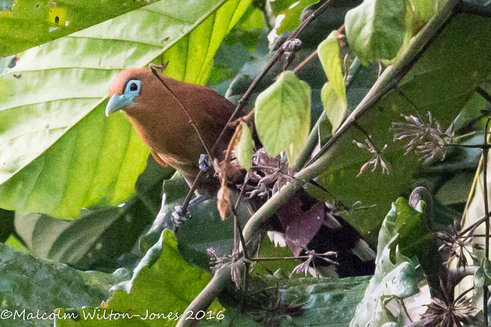 Raffles's Malkoha