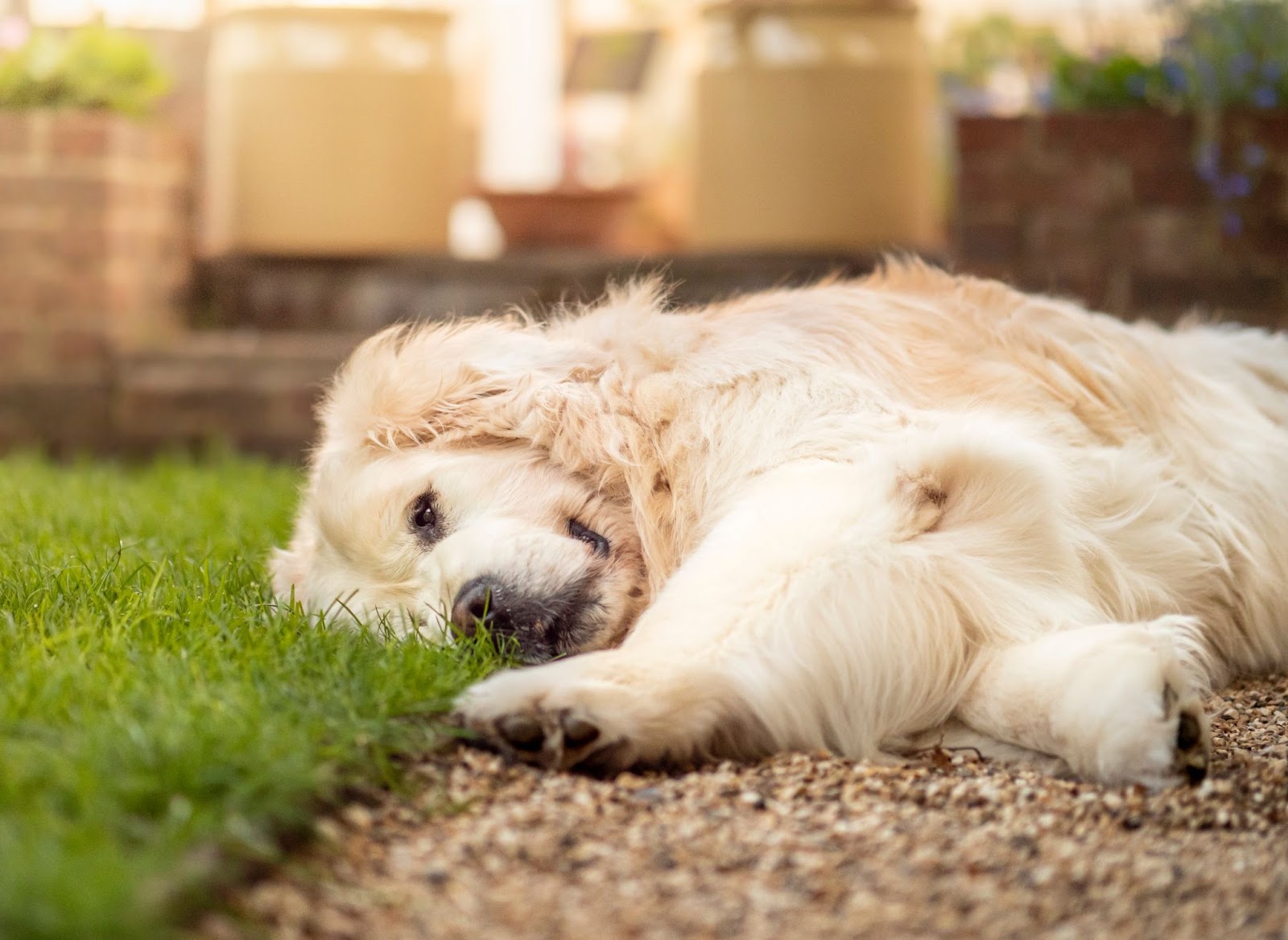 Golden retriever laying on gravel stone path