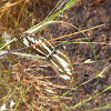 Short-banded sailer