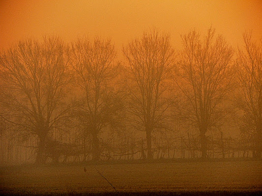 Alba nebbiosa di ellimo