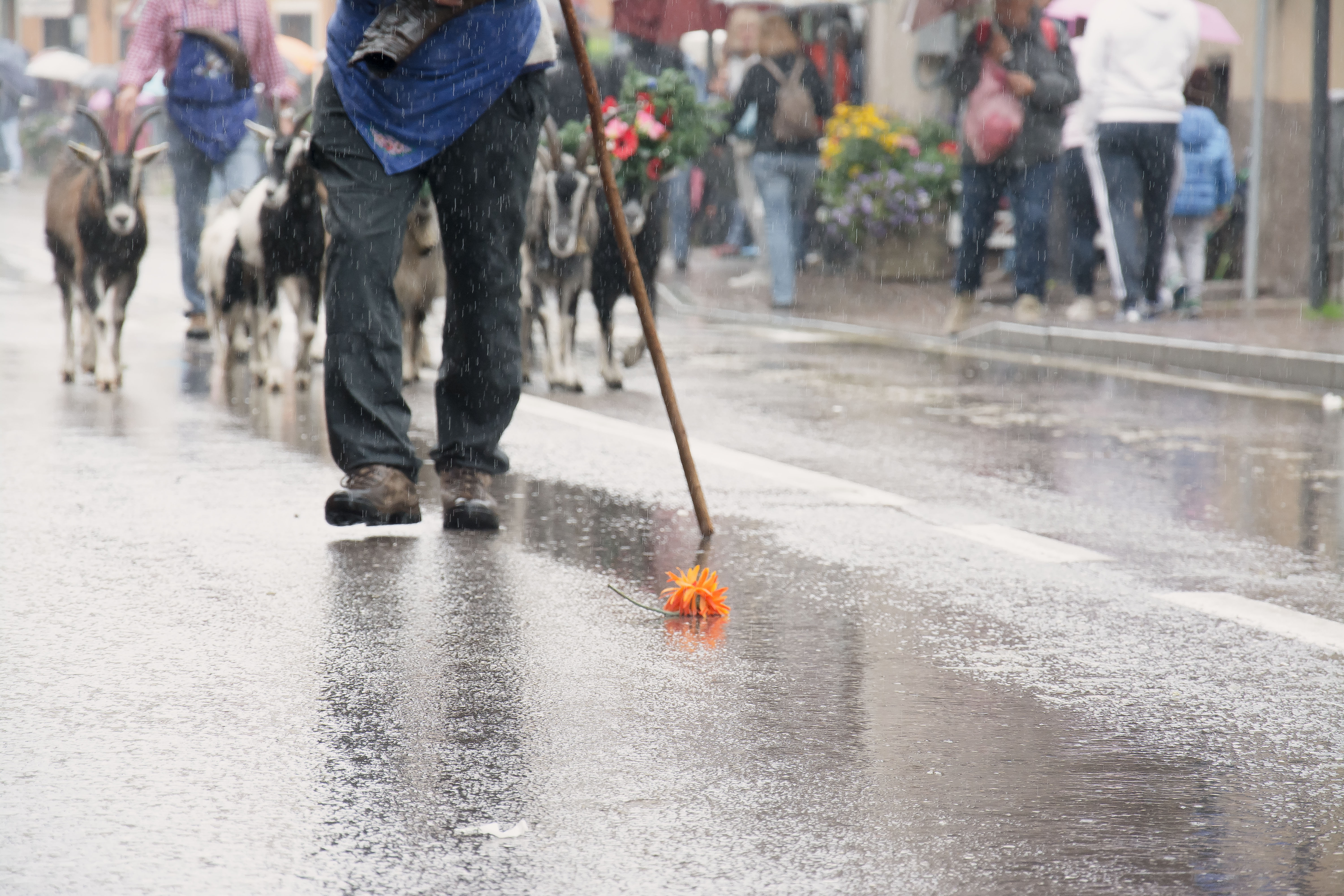 A flower in the rain di vaiolet