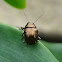 Small Black Beetle