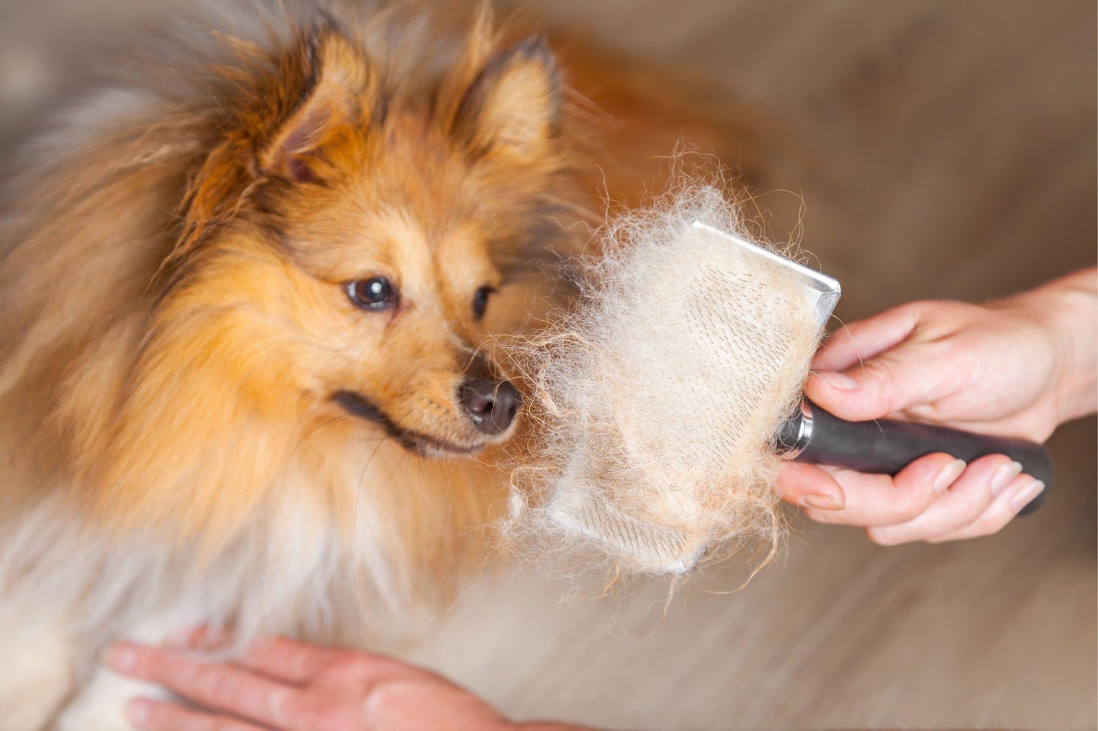 You could get paid £100 for your dog's shedded fur - here's how |  Lancashire Evening Post