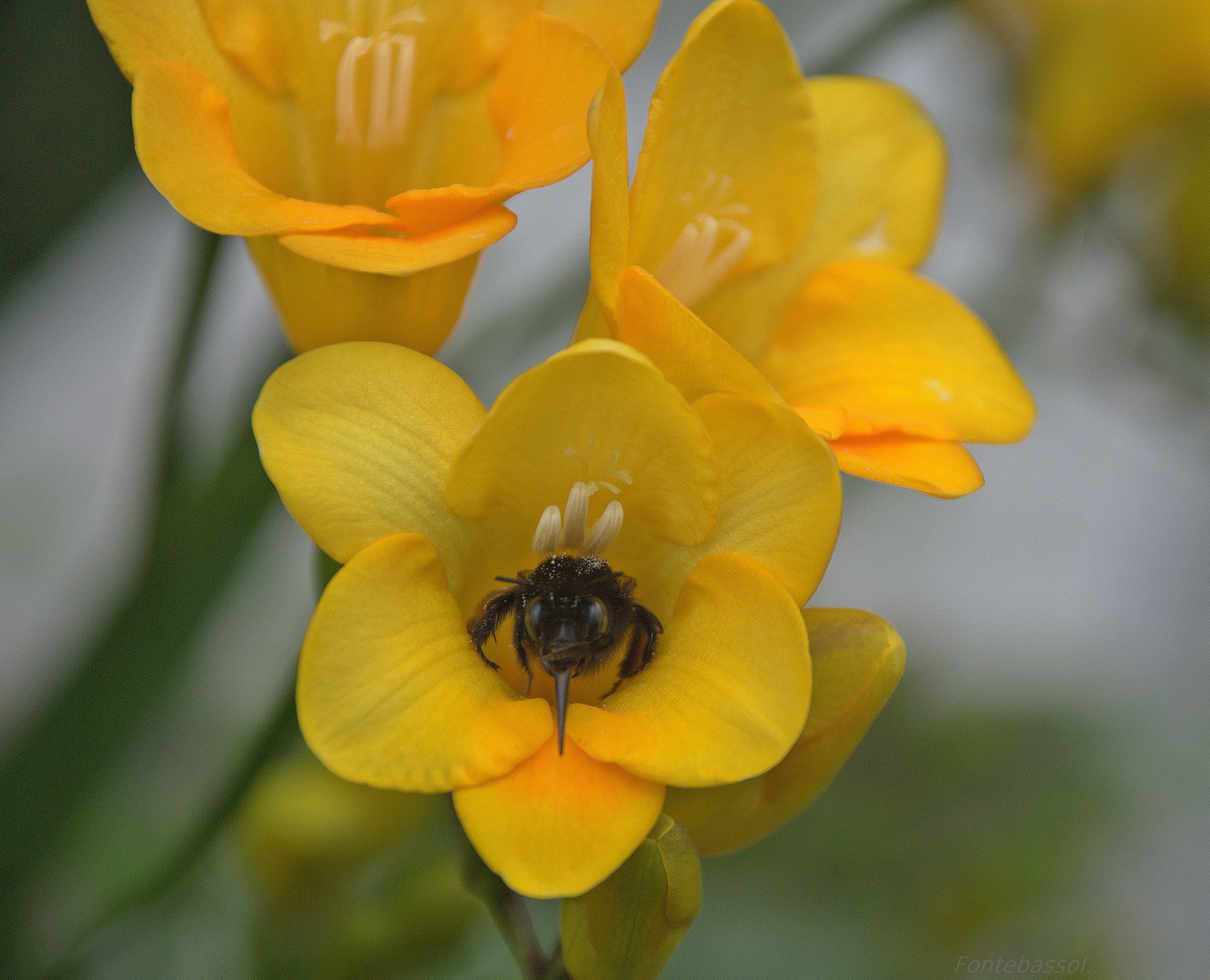 L'intruso tra i fiori di Luciano Fontebasso