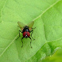 Black Dump Fly