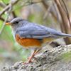 Grey-backed Thrush (male)