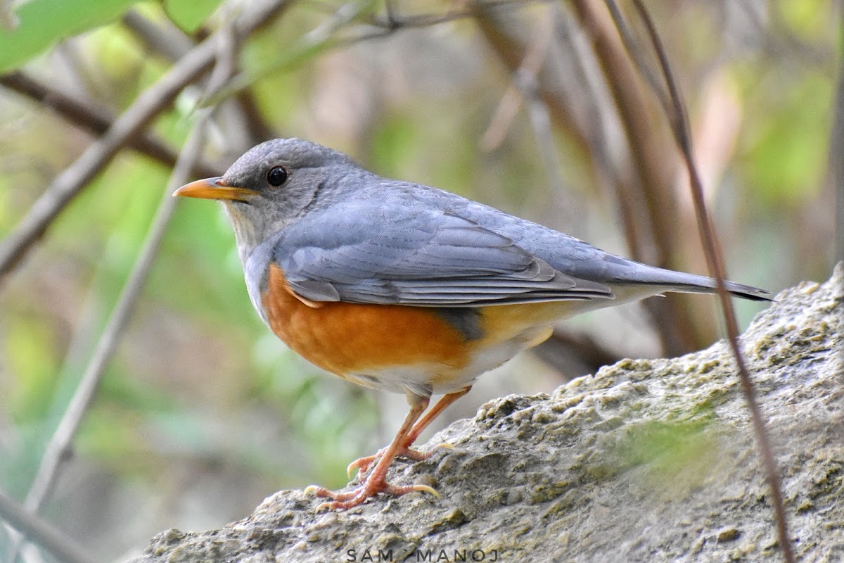 Grey-backed Thrush (male)