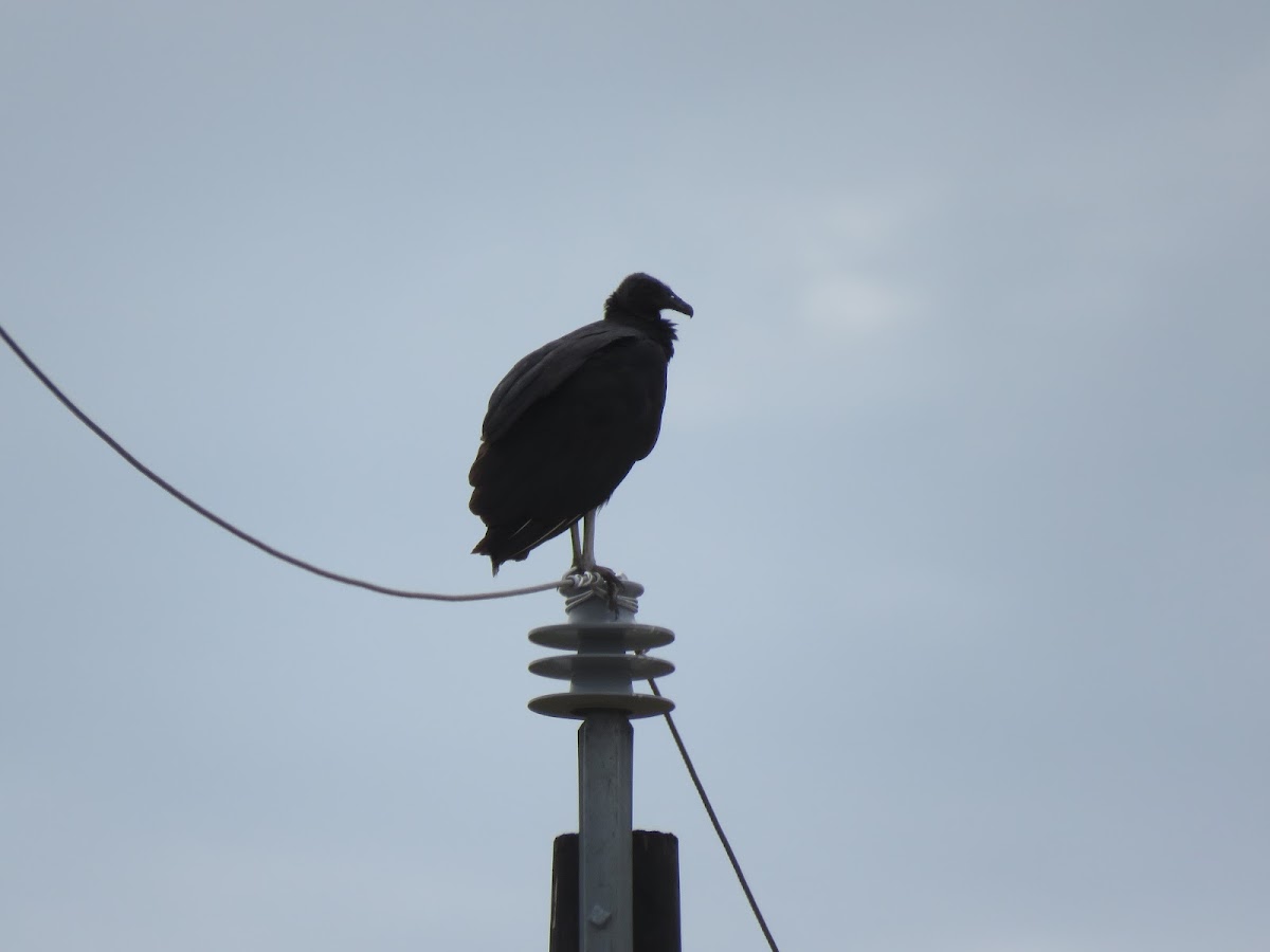 Black Vulture