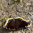 Mourning Cloak