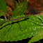 Stick Insect, Phasmid - Male