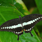 The Banded Swallowtail