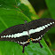 The Banded Swallowtail